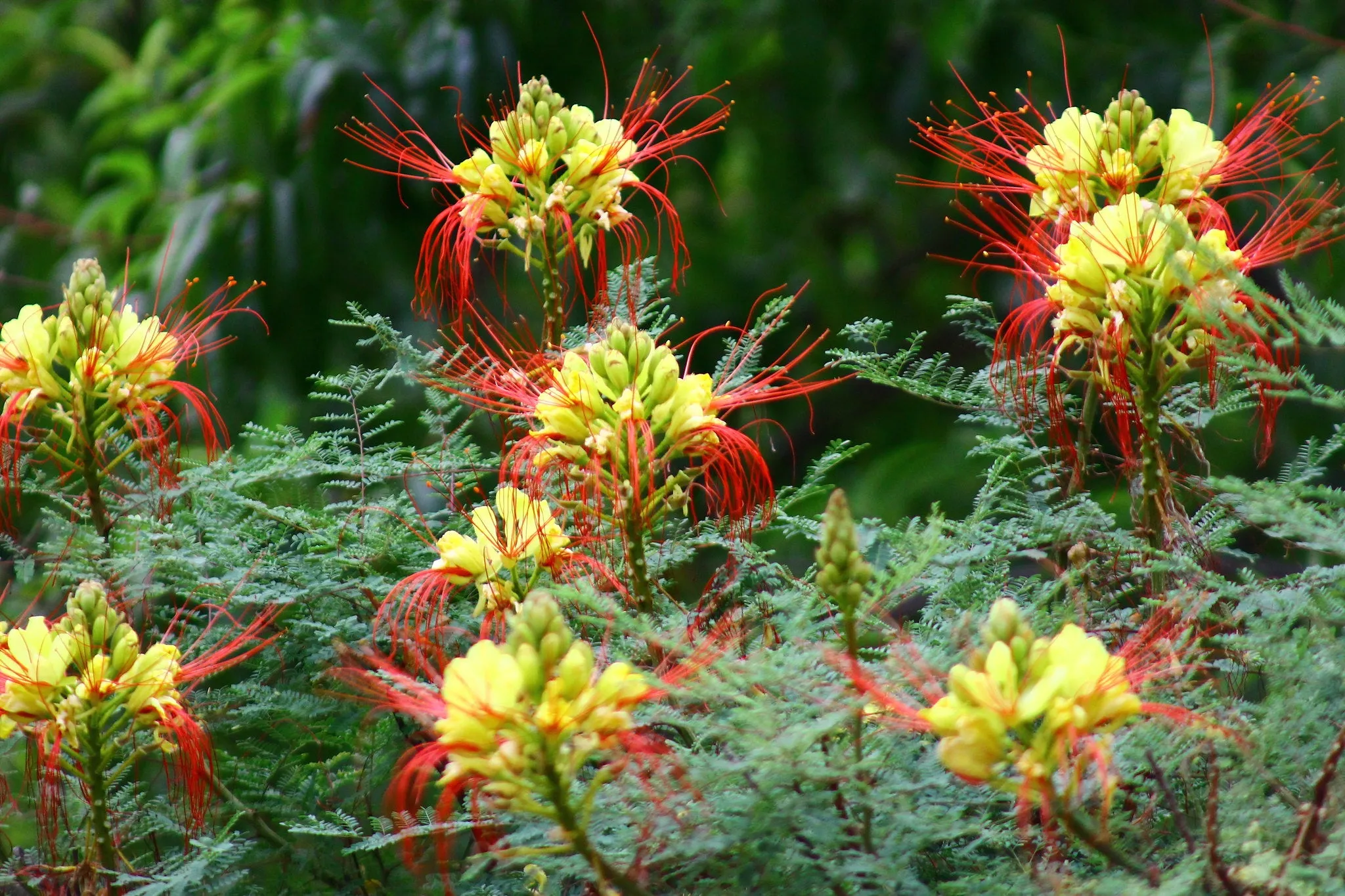 Desert Bird of Paradise  10 Seeds  Caesalpinia gilliesii  USA Company