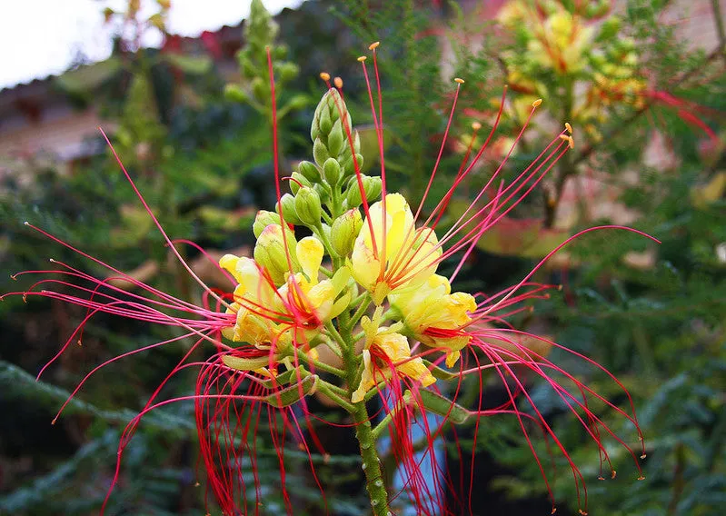 Desert Bird of Paradise  10 Seeds  Caesalpinia gilliesii  USA Company