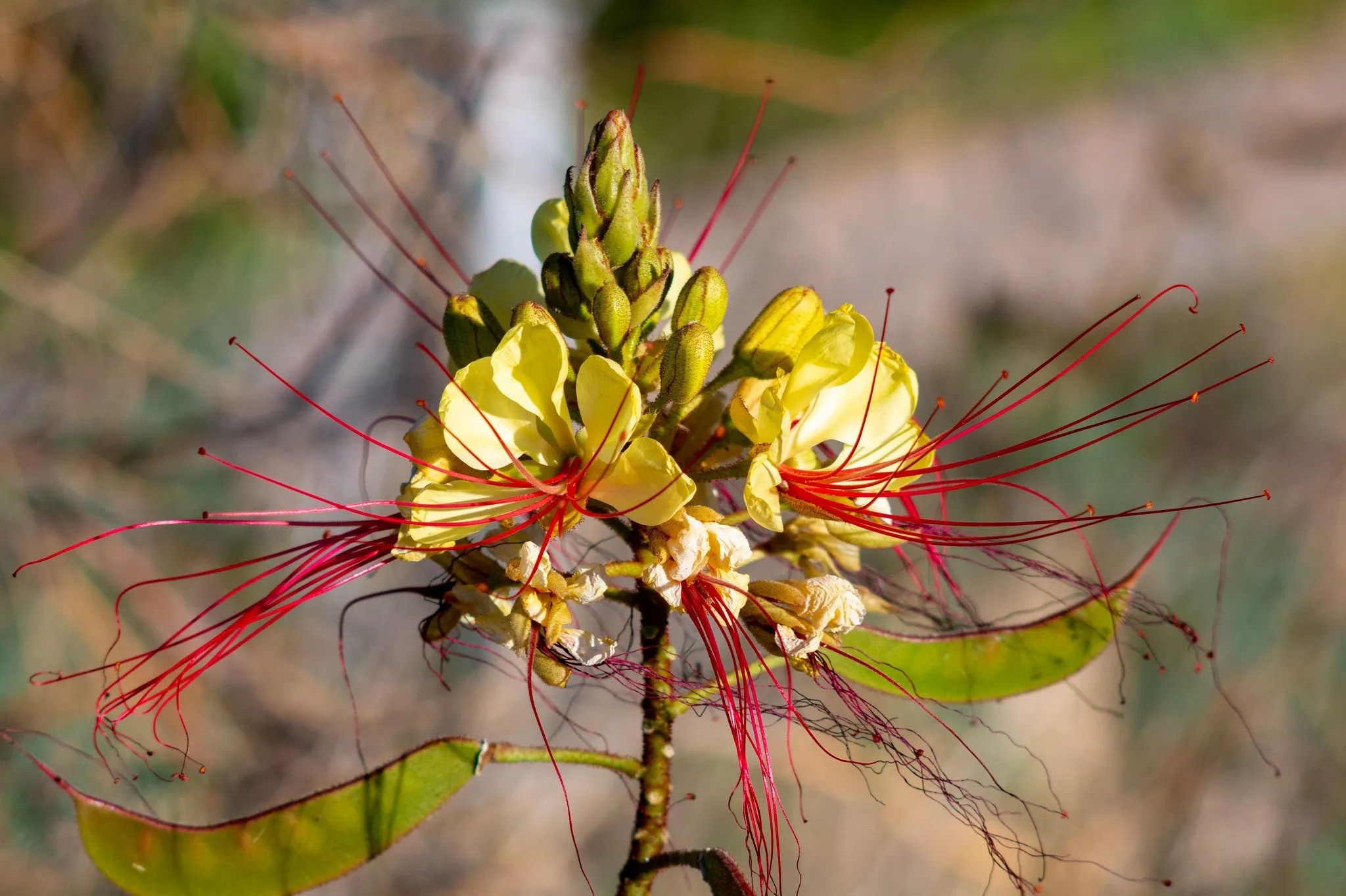 Desert Bird of Paradise  10 Seeds  Caesalpinia gilliesii  USA Company