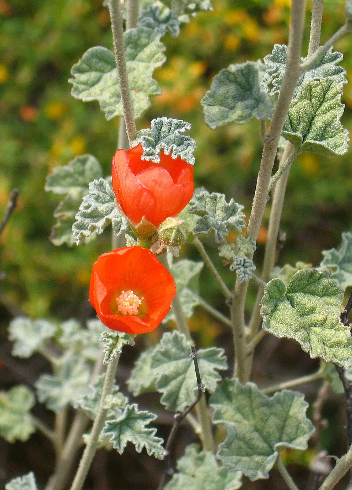 Desert Globemallow  1 Oz  30,000 Seeds  Sphaeralcea ambigua