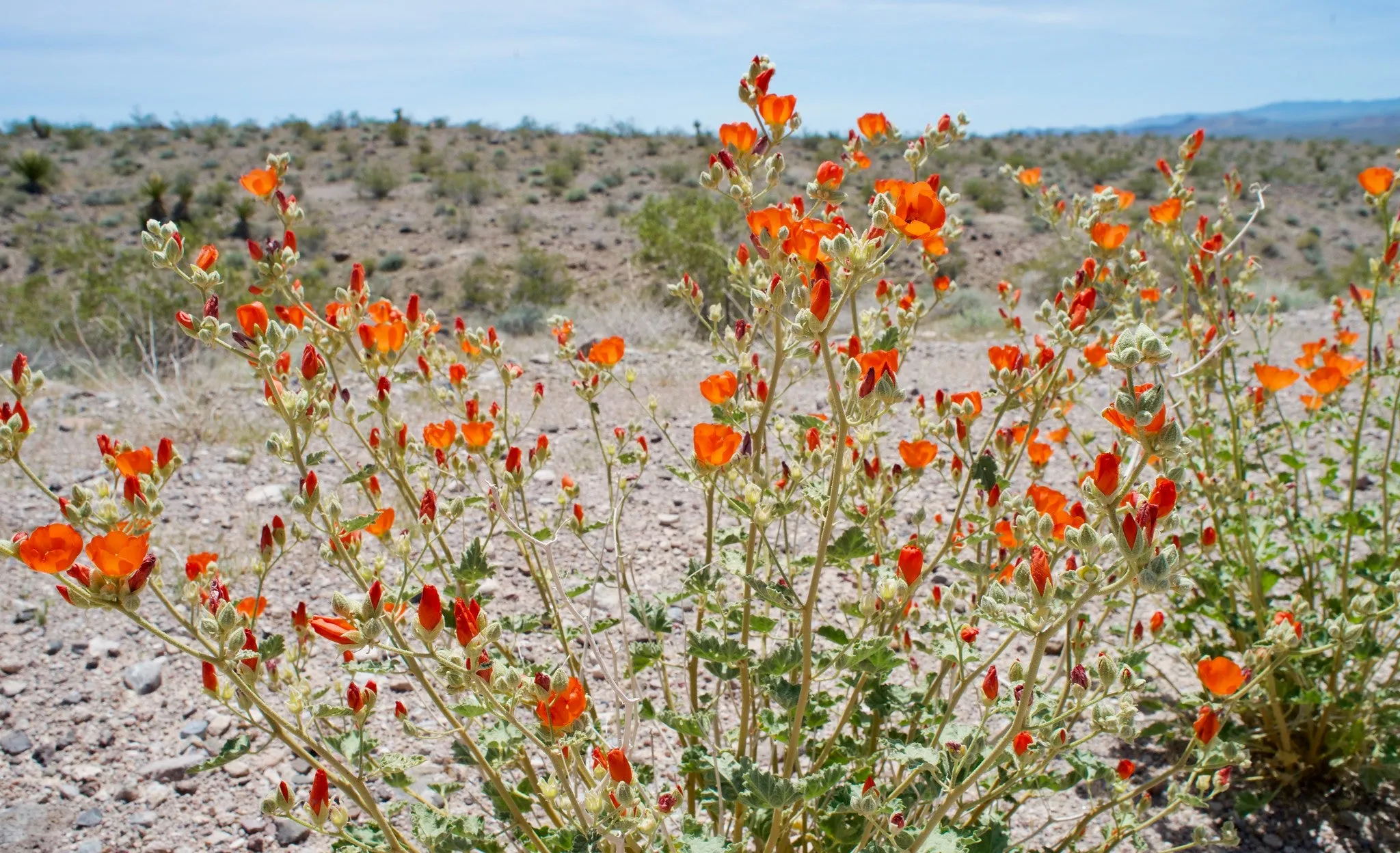 Desert Globemallow  1 Oz  30,000 Seeds  Sphaeralcea ambigua