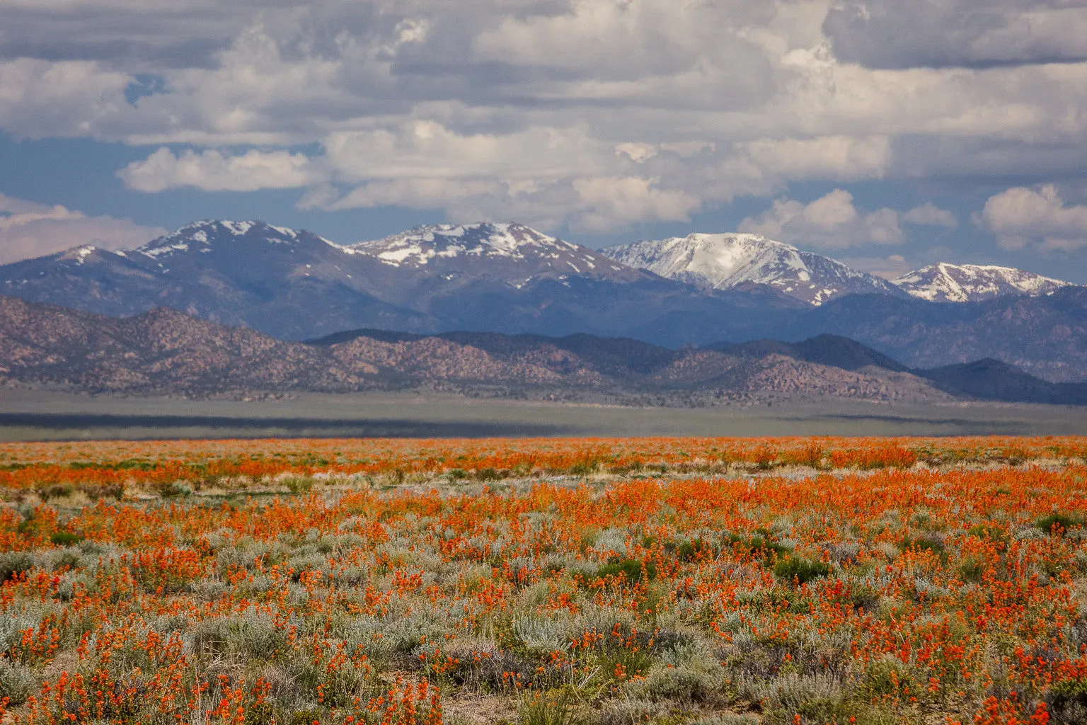 Desert Globemallow  1000 Seeds  Sphaeralcea ambigua