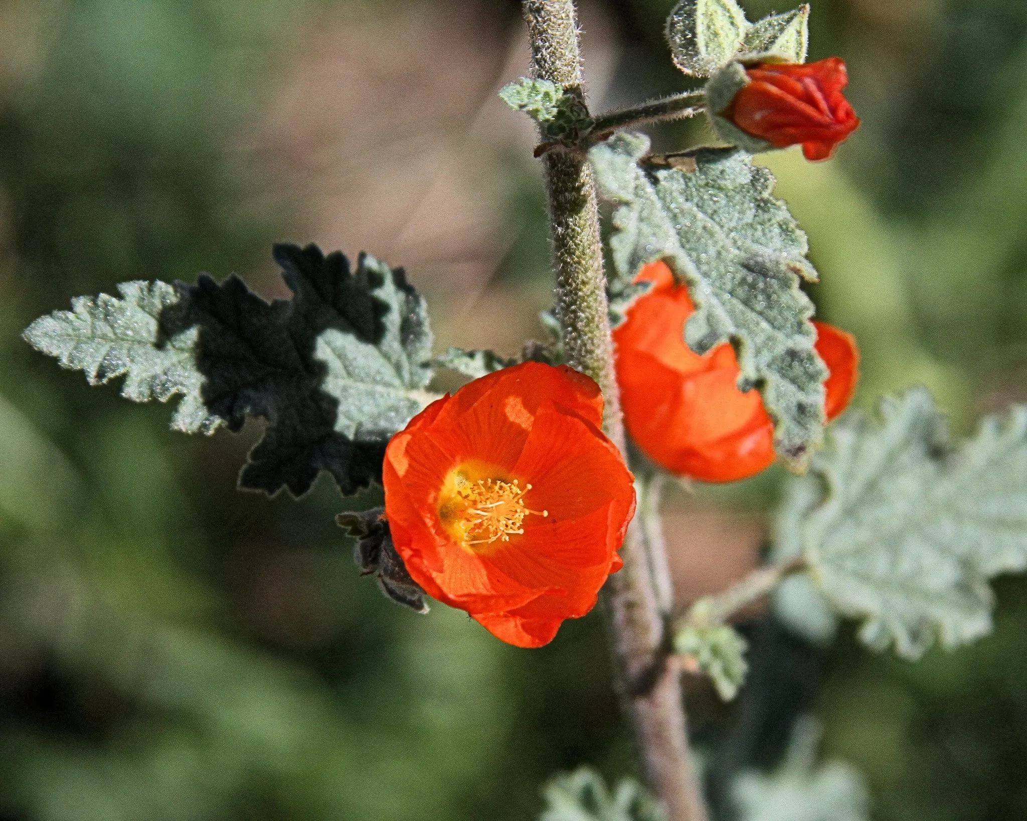 Desert Globemallow  1000 Seeds  Sphaeralcea ambigua