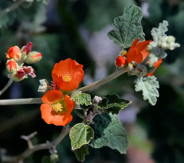 Desert Globemallow  1000 Seeds  Sphaeralcea ambigua