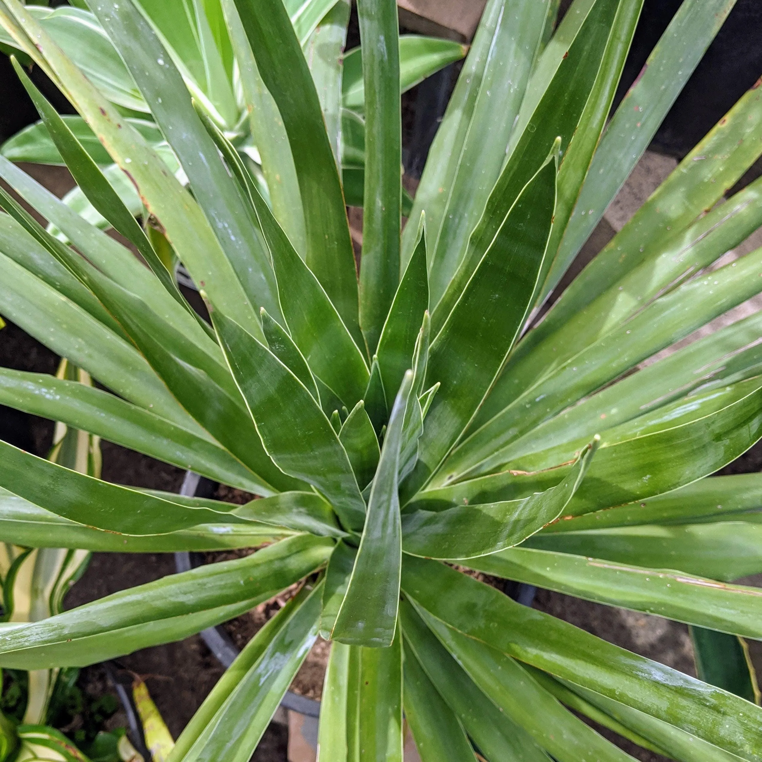 Dracaena Draco 'Dragon Tree' Seeds