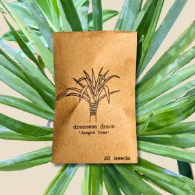 Dracaena Draco 'Dragon Tree' Seeds