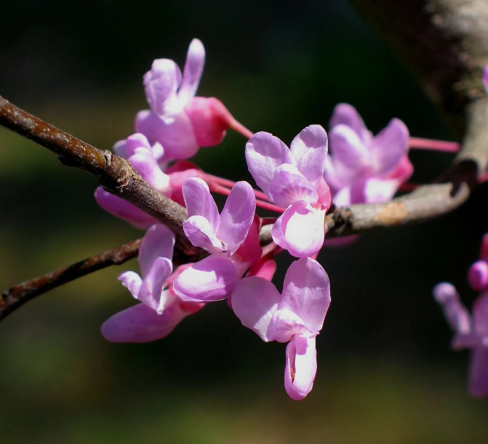 Eastern Redbud  1 Oz  1200 Seeds  Cercis canadensis   USA Company