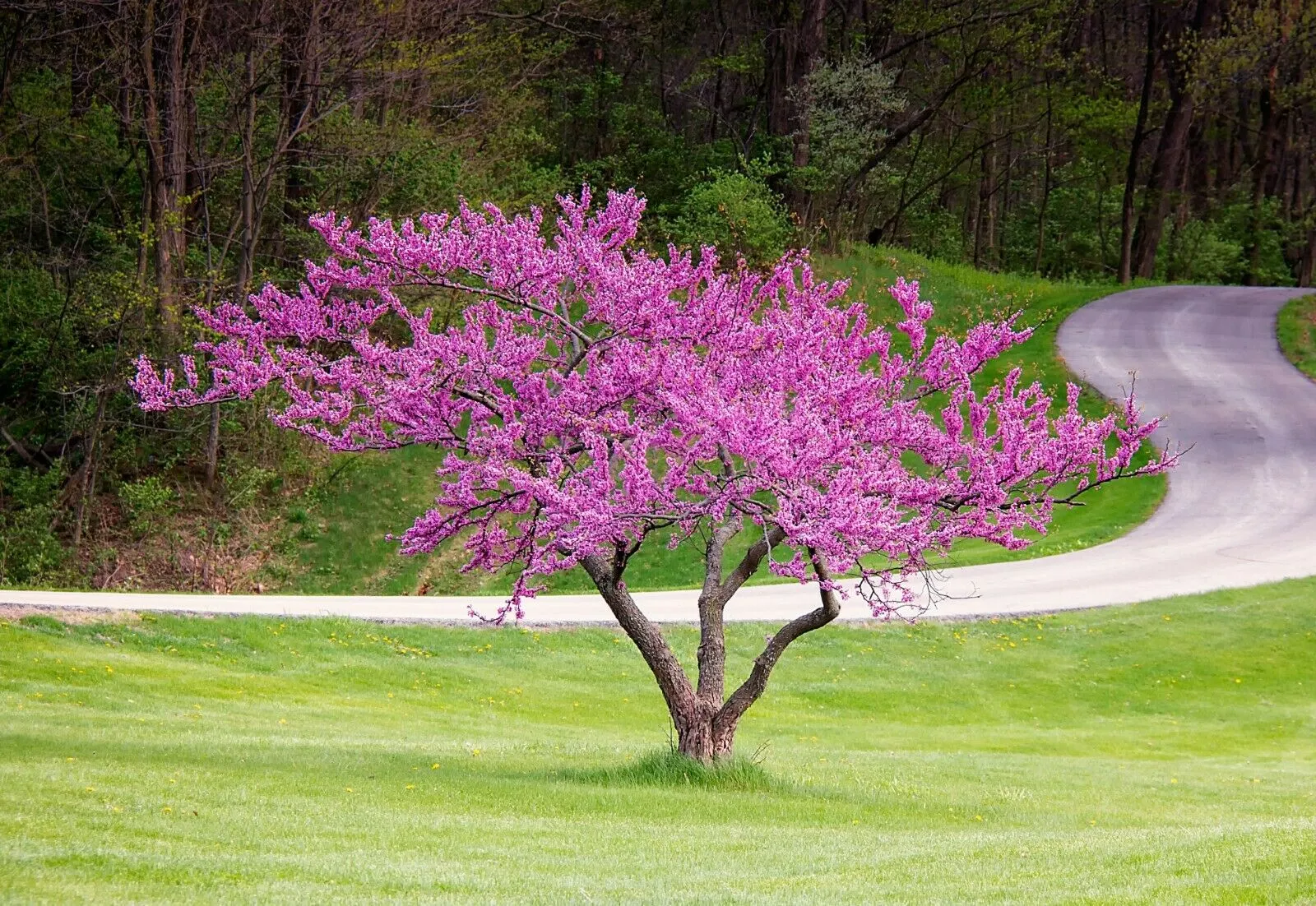 Eastern Redbud  1 Oz  1200 Seeds  Cercis canadensis   USA Company