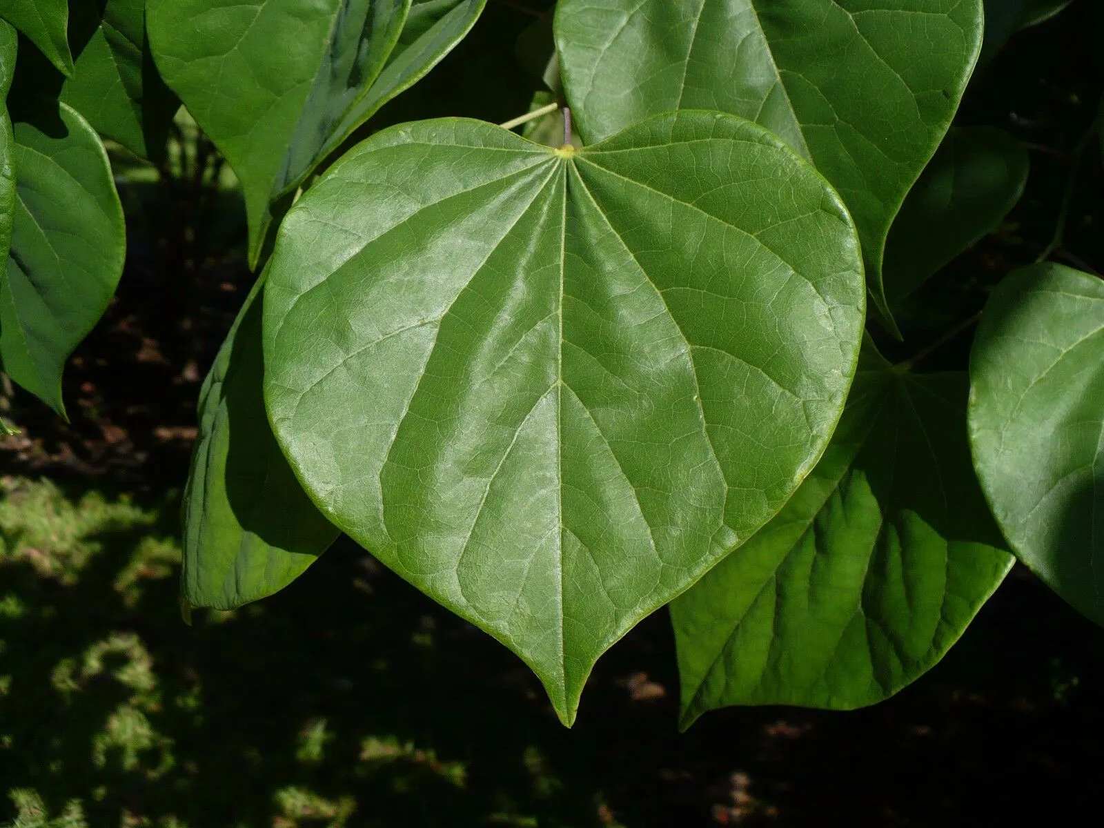 Eastern Redbud  1 Oz  1200 Seeds  Cercis canadensis   USA Company