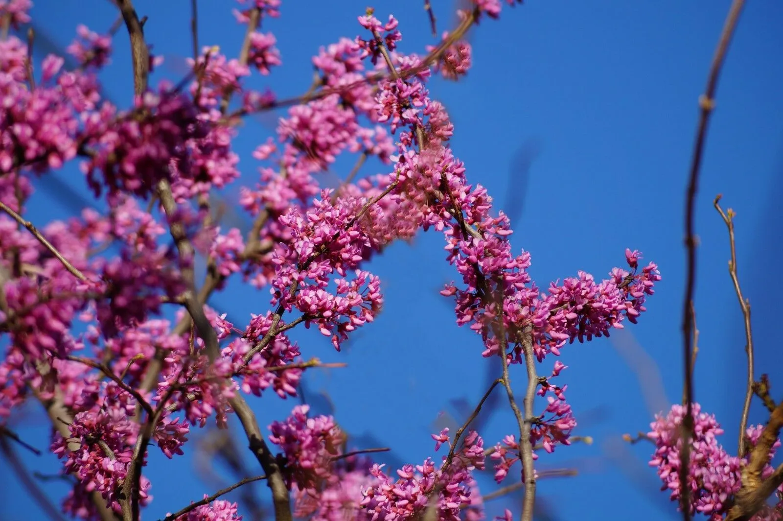 Eastern Redbud  1 Oz  1200 Seeds  Cercis canadensis   USA Company