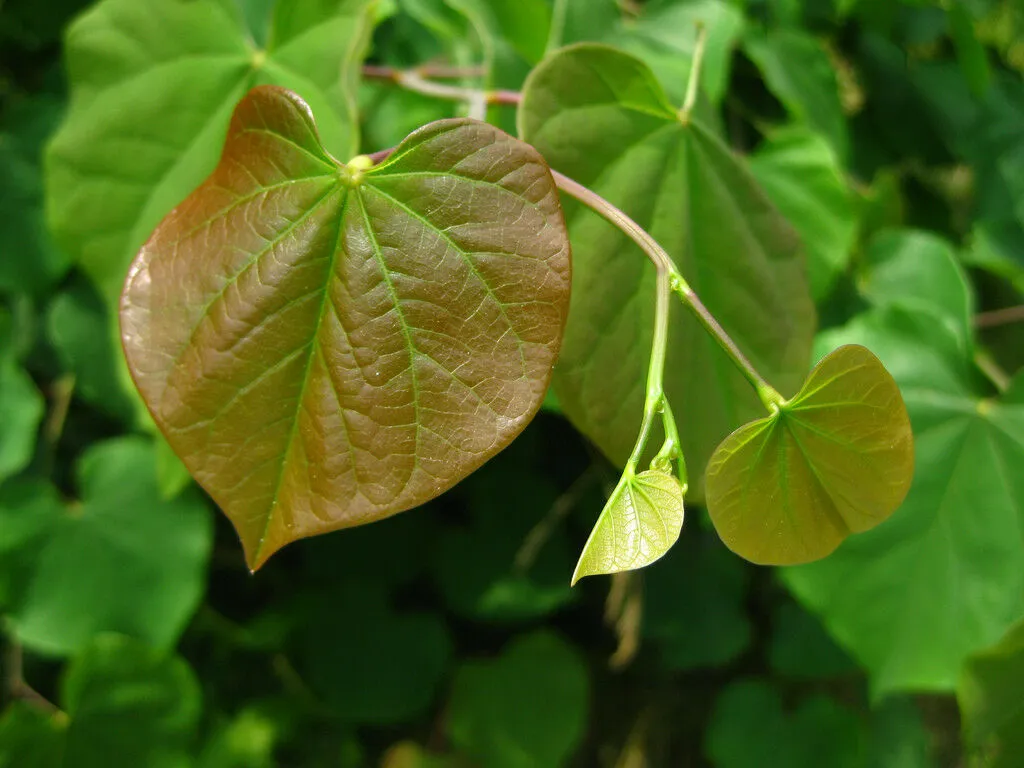 Eastern Redbud  1 Oz  1200 Seeds  Cercis canadensis   USA Company