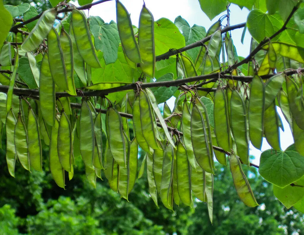 Eastern Redbud  1 Oz  1200 Seeds  Cercis canadensis   USA Company