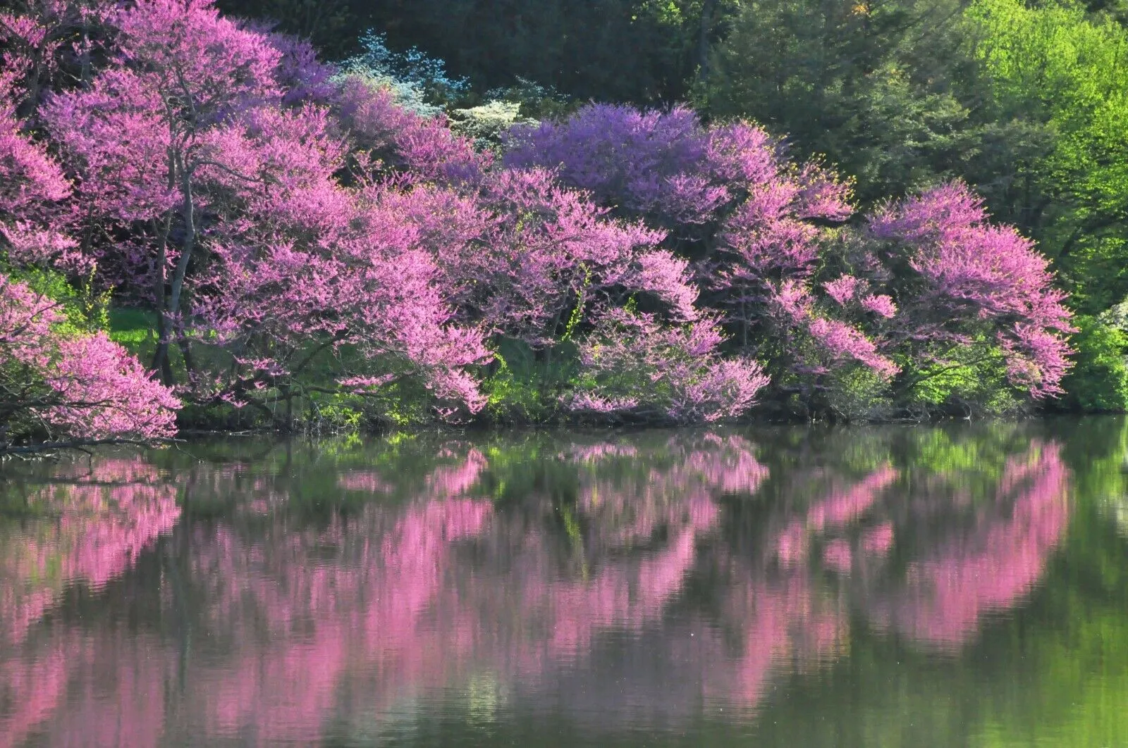 Eastern Redbud  1 Oz  1200 Seeds  Cercis canadensis   USA Company