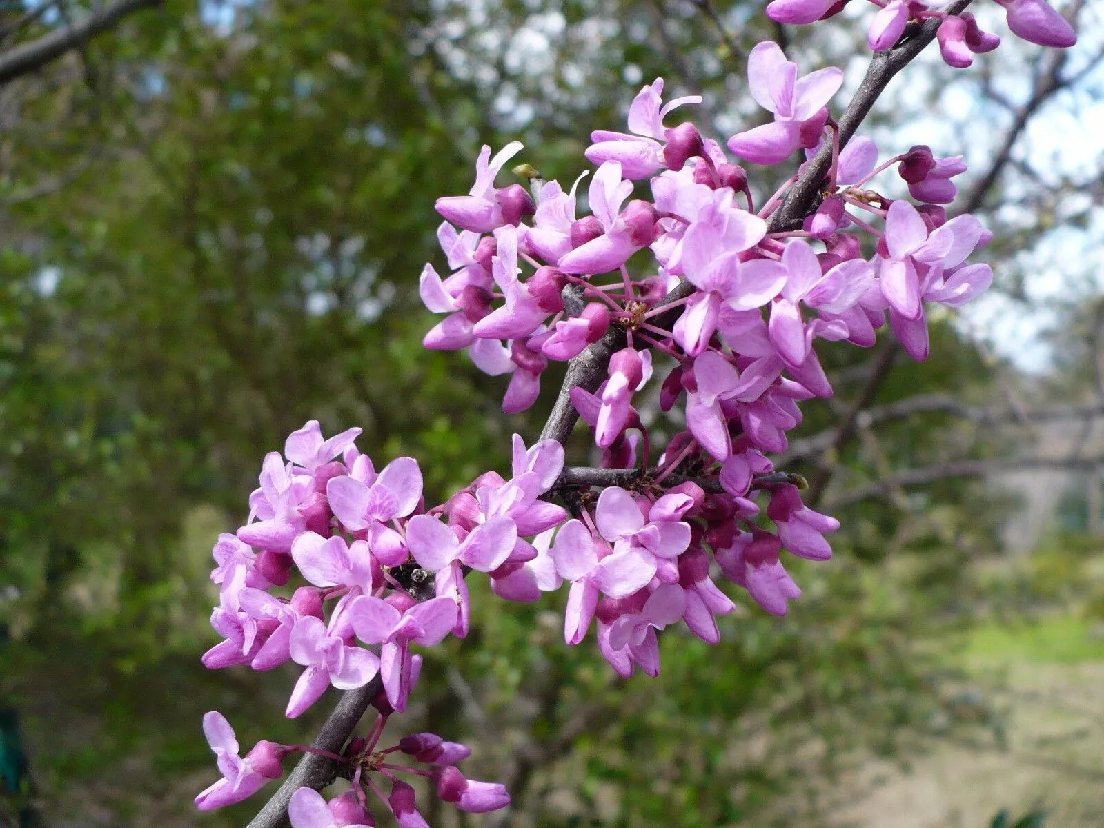 Eastern Redbud  1 Oz  1200 Seeds  Cercis canadensis   USA Company