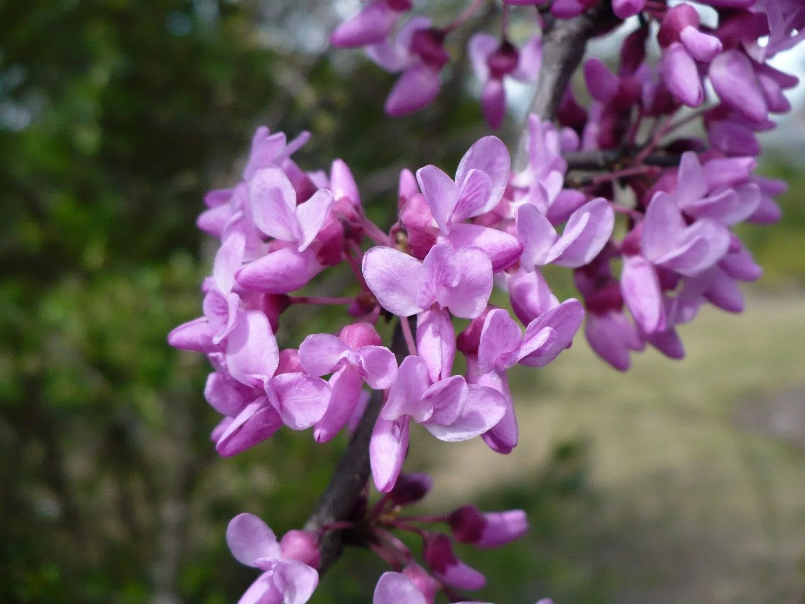 Eastern Redbud  1 Oz  1200 Seeds  Cercis canadensis   USA Company