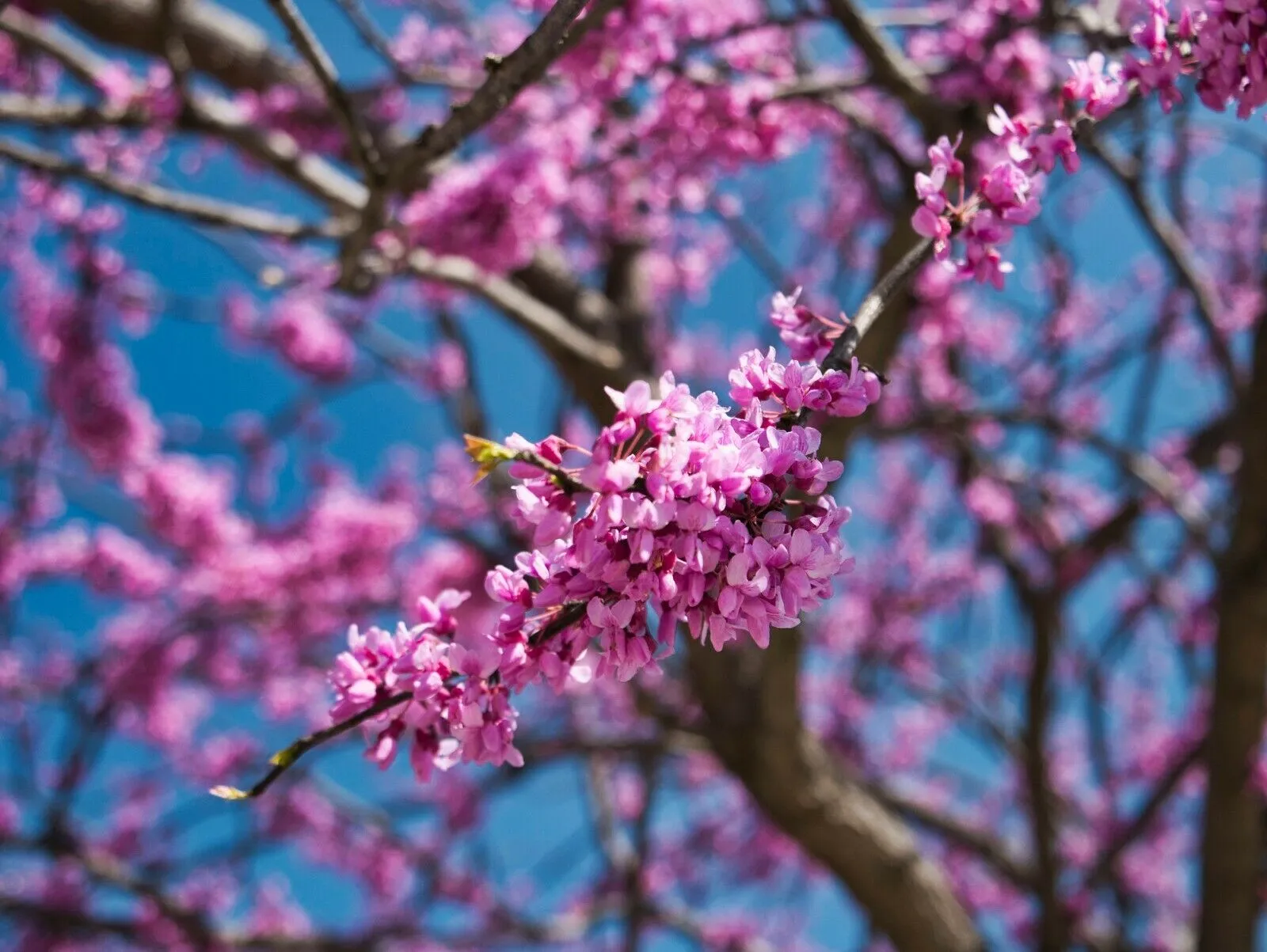 Eastern Redbud Cercis canadensis 100 Seeds  USA Company