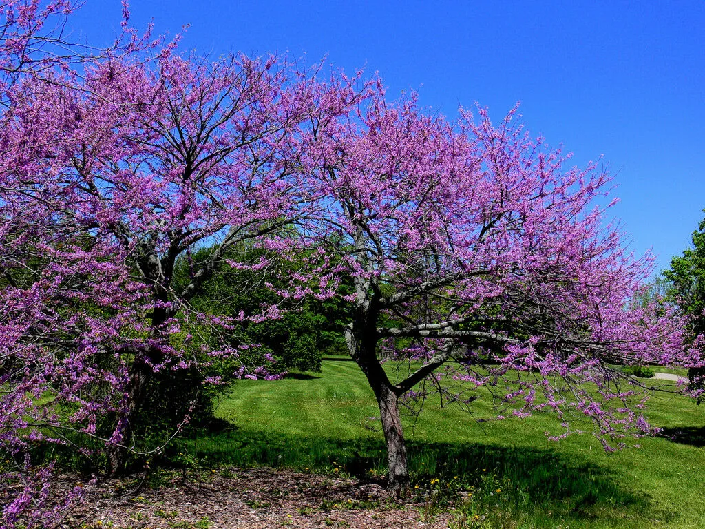 Eastern Redbud Cercis canadensis 100 Seeds  USA Company