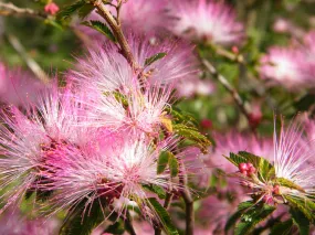 Fairy Duster Calliandra eriophylla 20 Seeds  USA Company