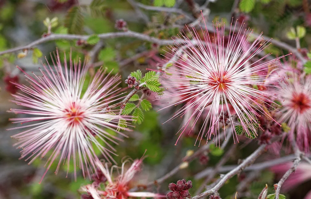 Fairy Duster Calliandra eriophylla 20 Seeds  USA Company