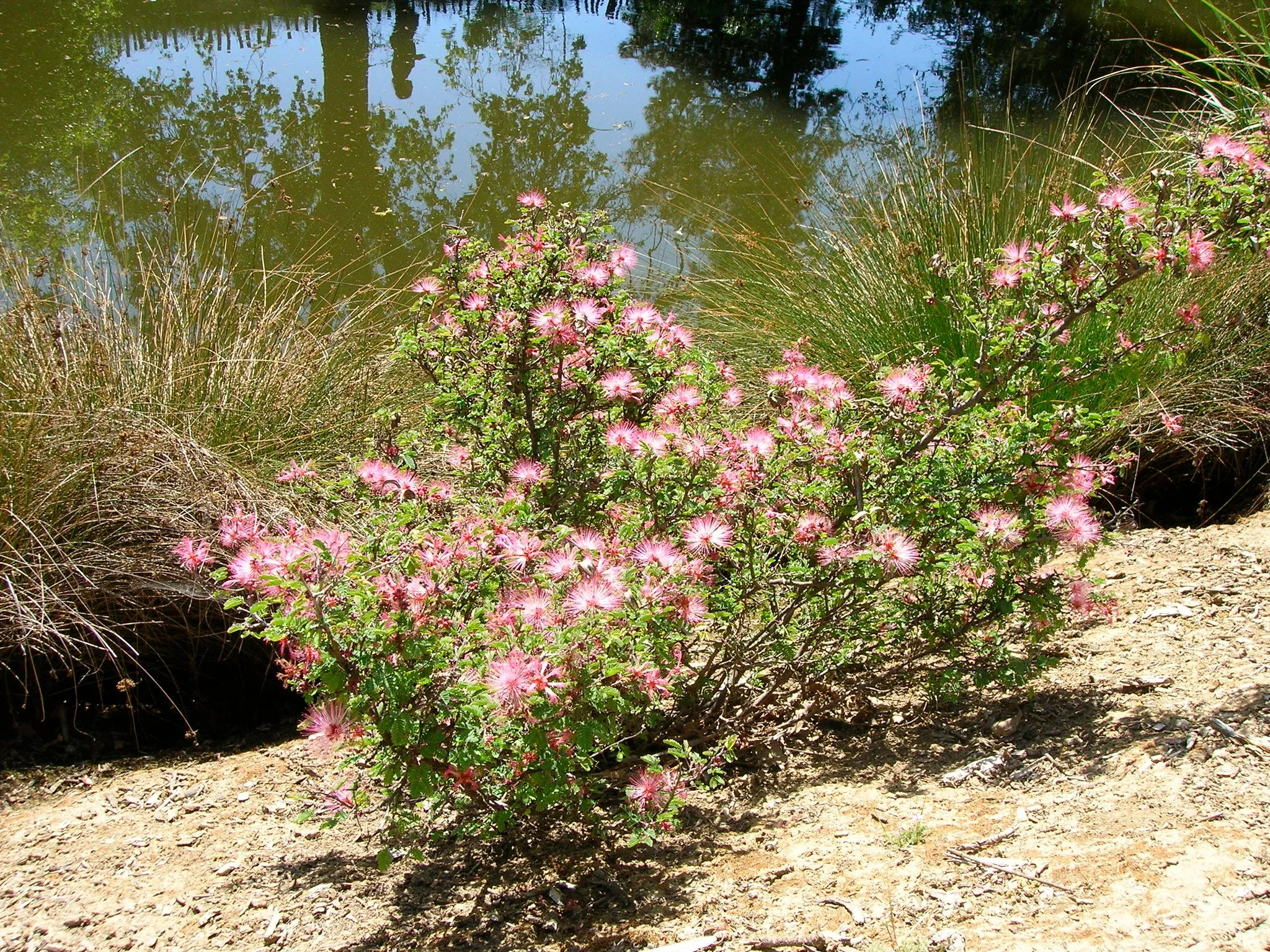 Fairy Duster Calliandra eriophylla 20 Seeds  USA Company