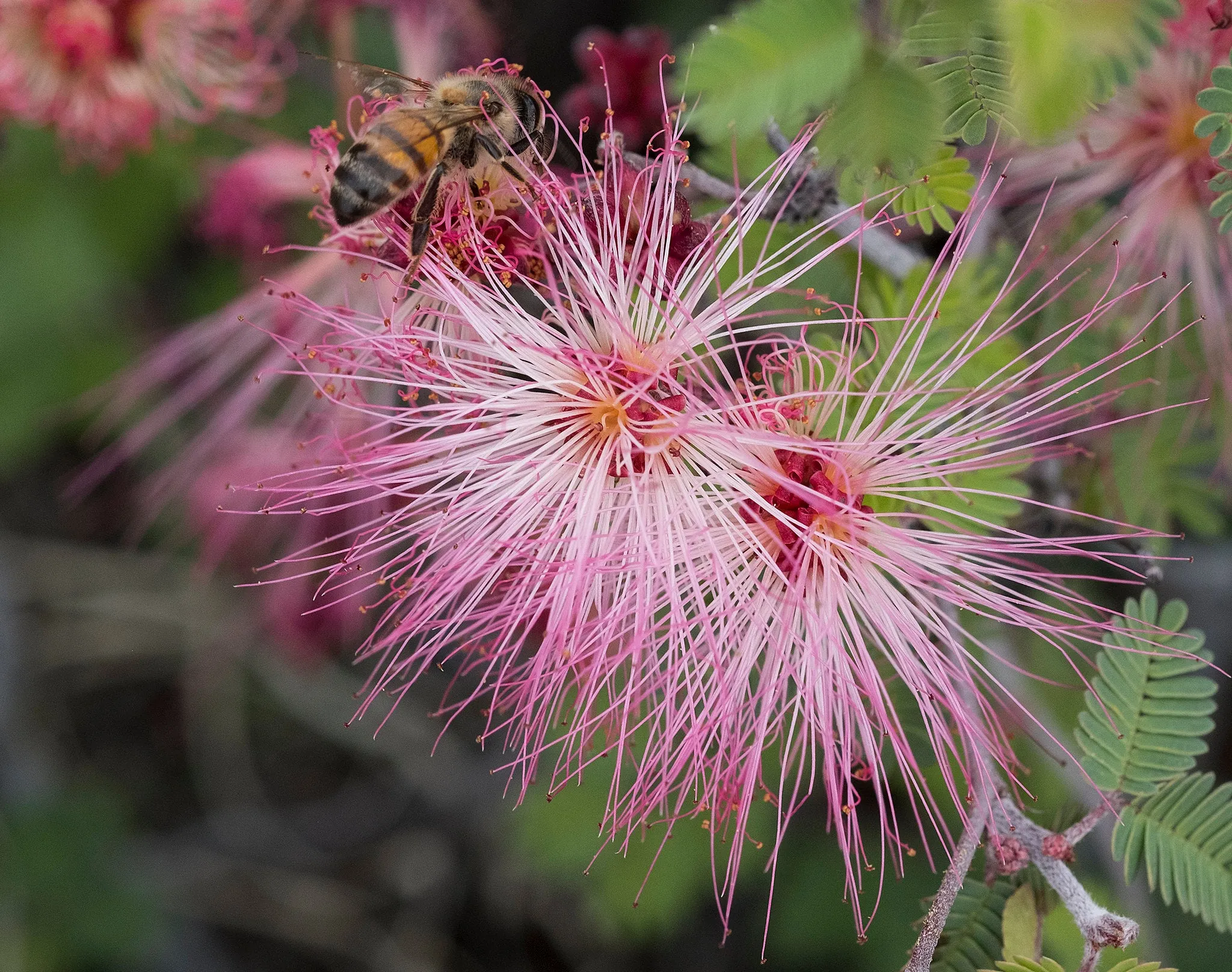 Fairy Duster Calliandra eriophylla 20 Seeds  USA Company