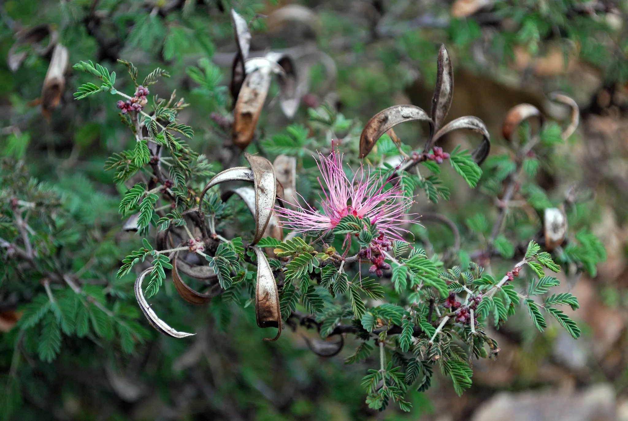 Fairy Duster Calliandra eriophylla 20 Seeds  USA Company