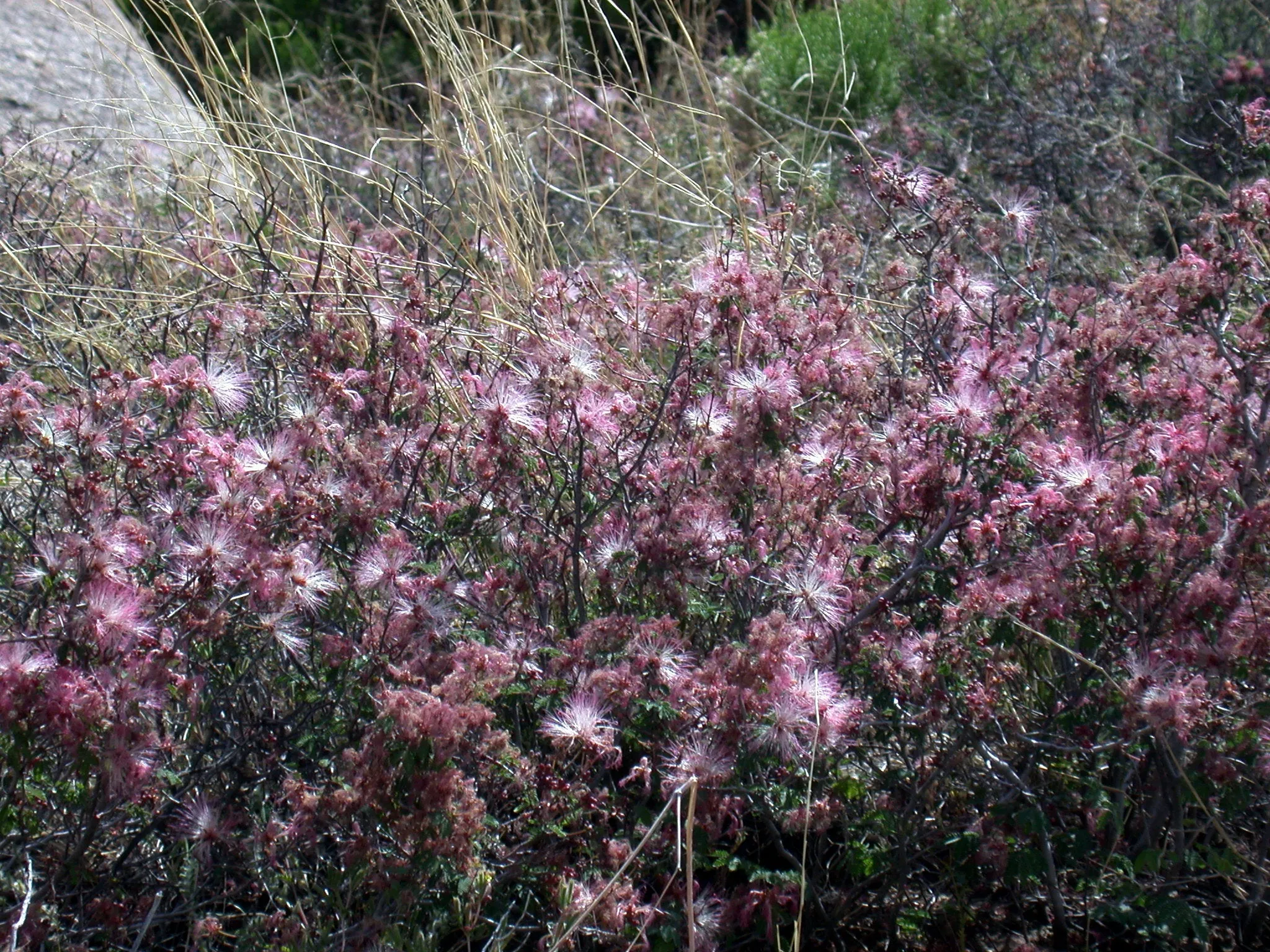 Fairy Duster Calliandra eriophylla 20 Seeds  USA Company