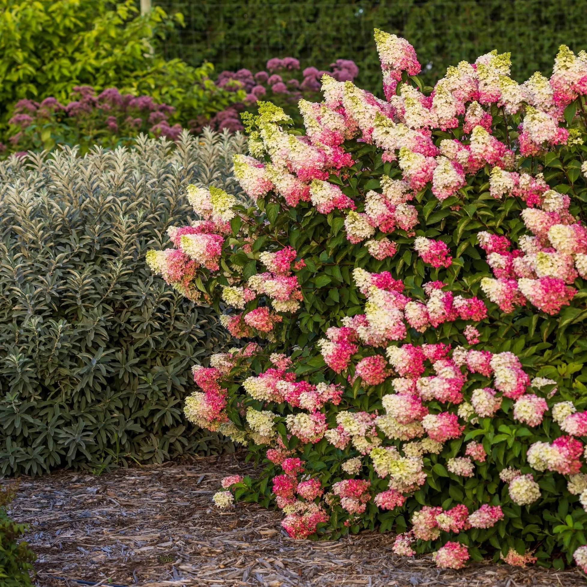 First Editions® Berry White® Panicle Hydrangea Tree