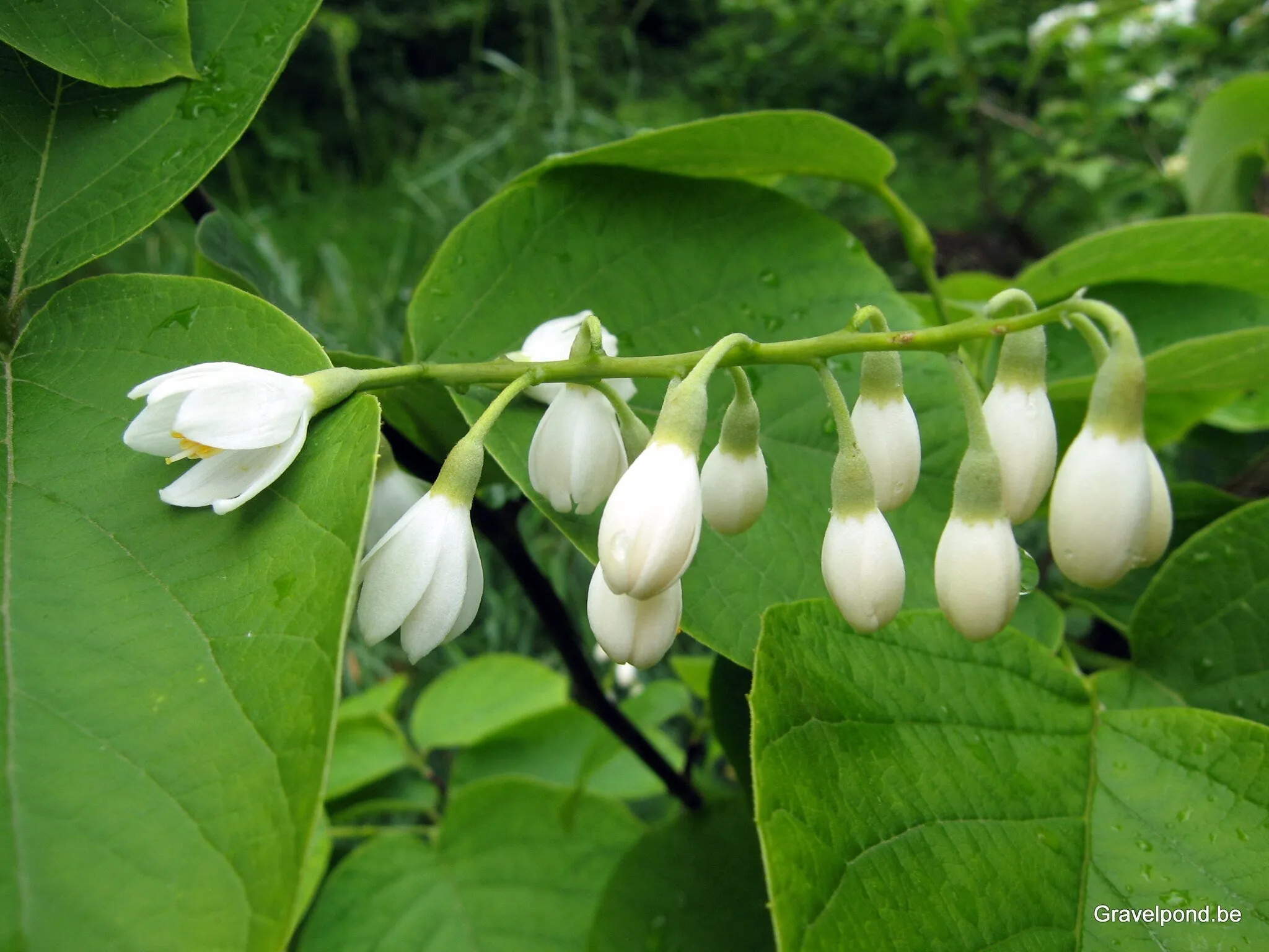 Fragrant Snowbell  Styrax obassia  100 Seeds  USA Company