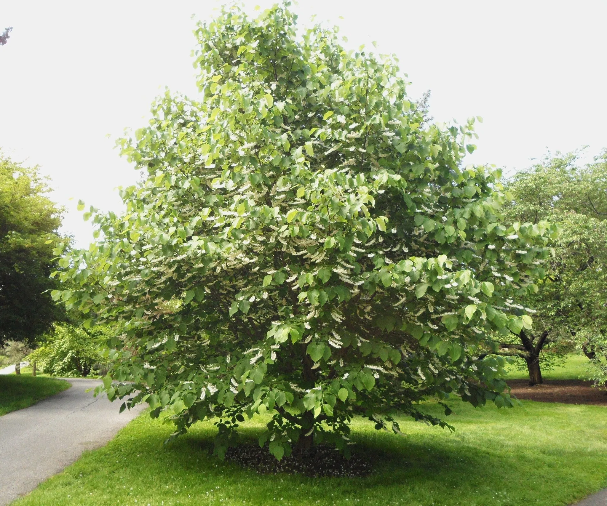 Fragrant Snowbell  Styrax obassia  100 Seeds  USA Company