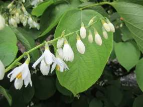 Fragrant Snowbell  Styrax obassia  100 Seeds  USA Company