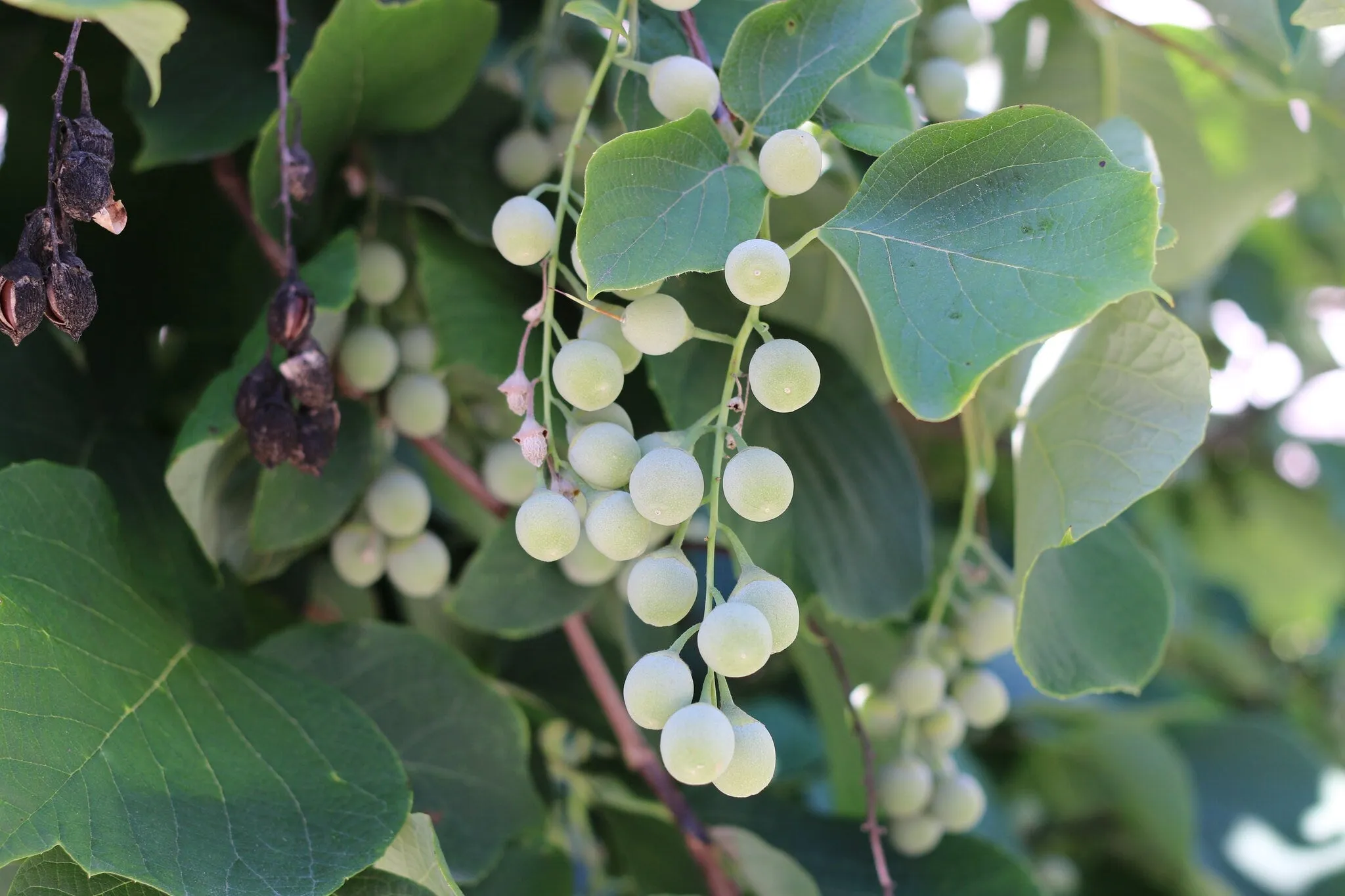 Fragrant Snowbell  Styrax obassia  50 Seeds  USA Company