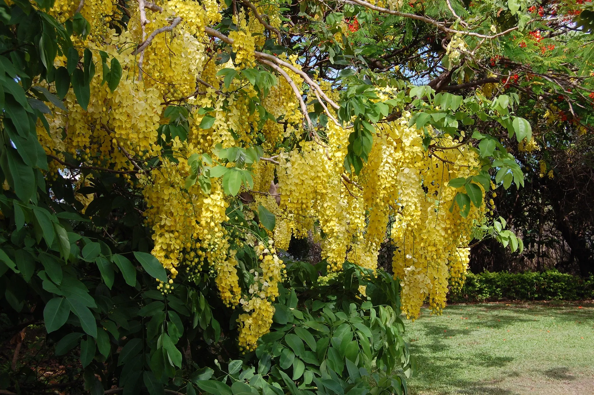 Golden Shower Tree Cassia fistula 10 Seeds  USA Company