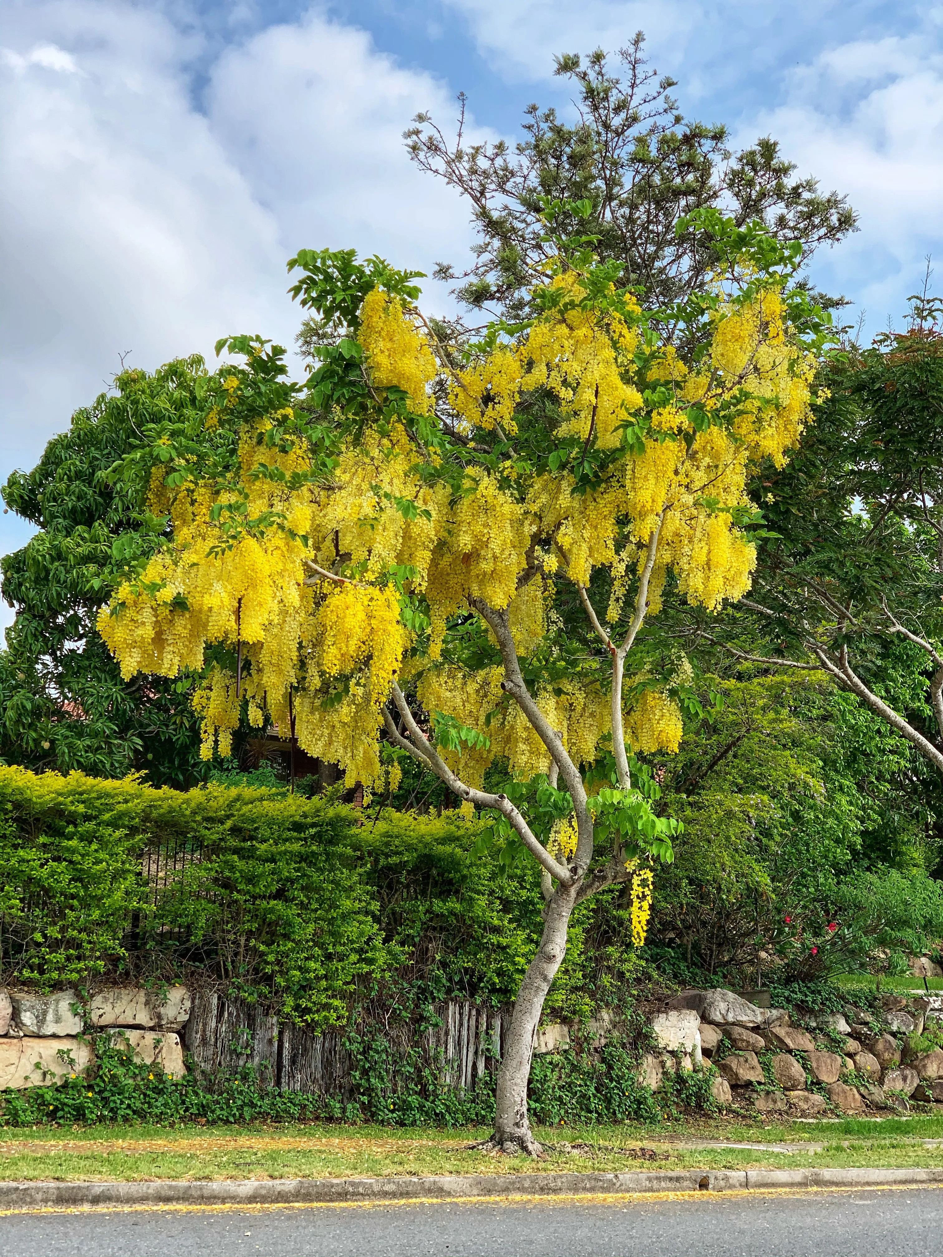 Golden Shower Tree Cassia fistula 10 Seeds  USA Company