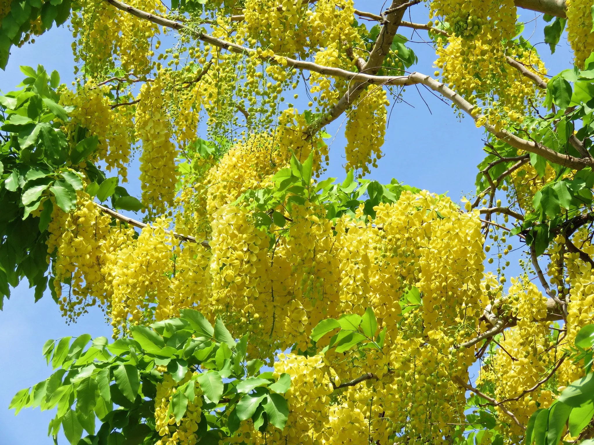 Golden Shower Tree Cassia fistula 10 Seeds  USA Company