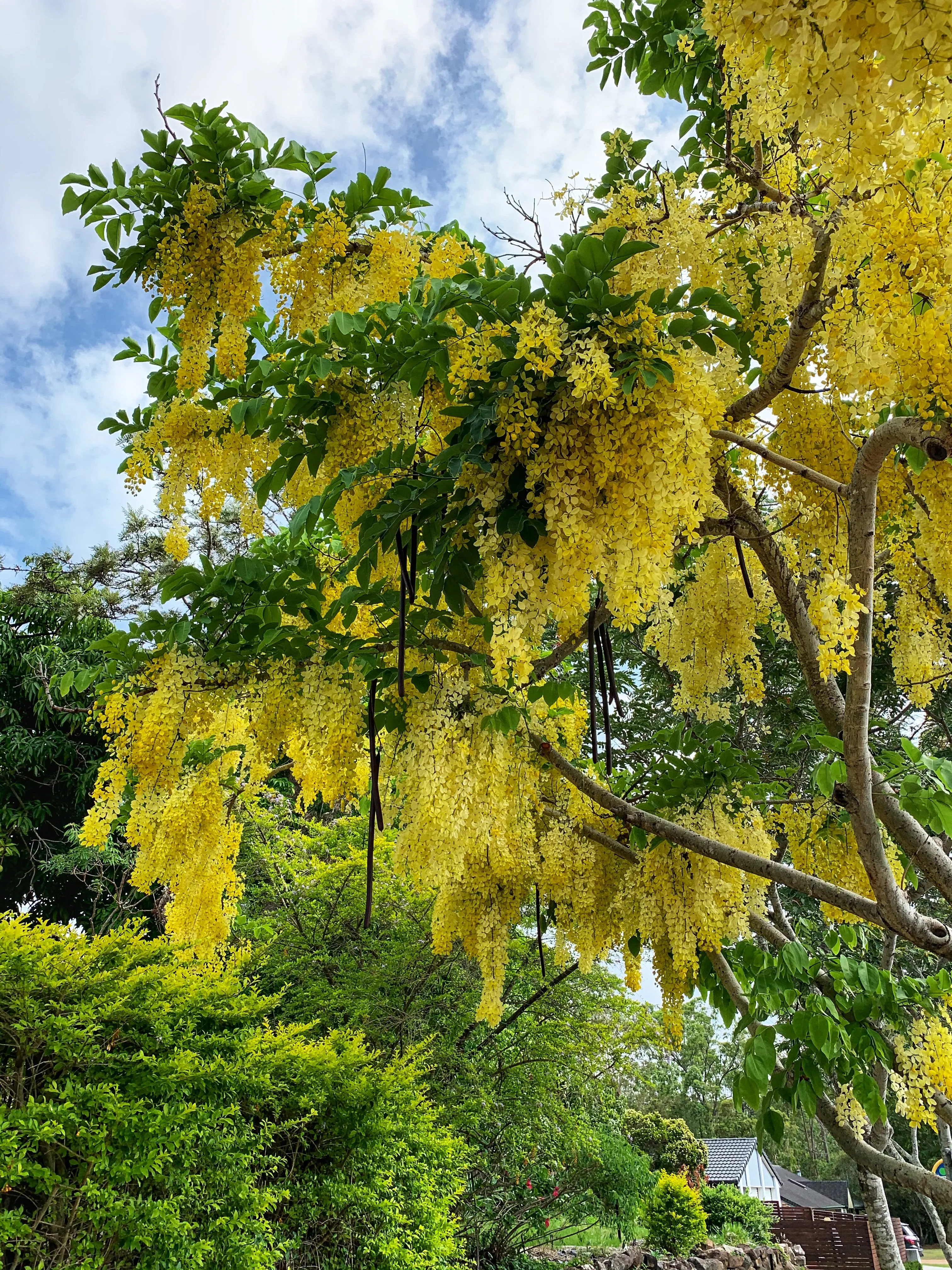 Golden Shower Tree Cassia fistula 10 Seeds  USA Company