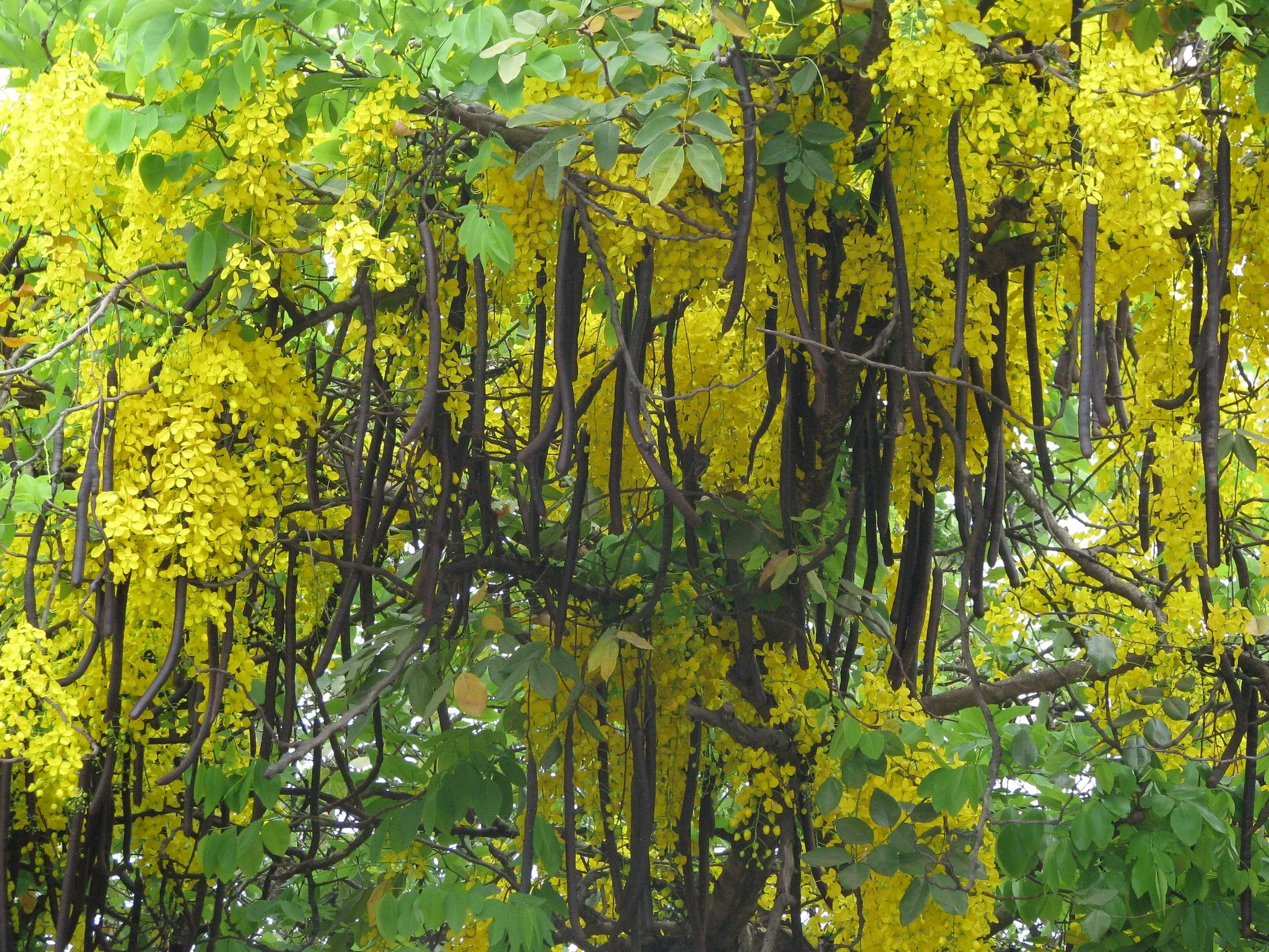 Golden Shower Tree Cassia fistula 10 Seeds  USA Company