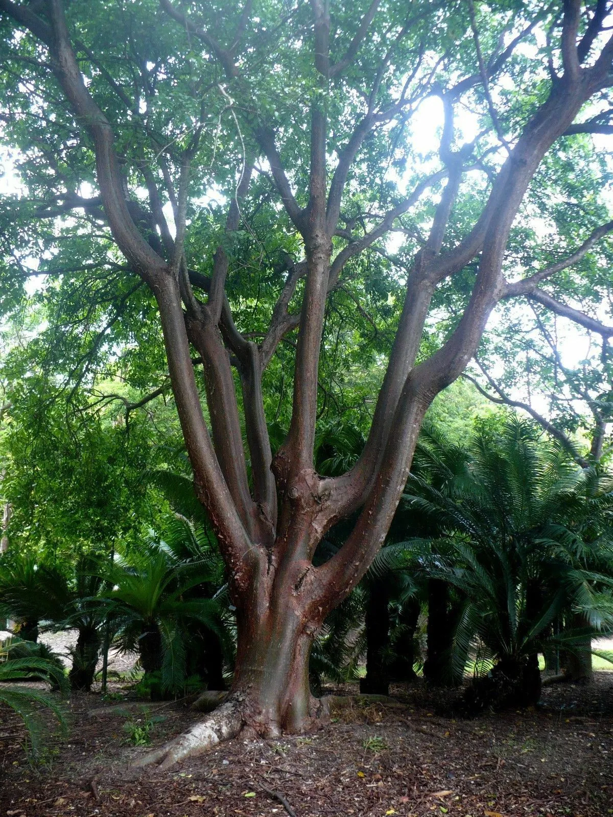 Gumbo Limbo Bursera simaruba 20 Seeds  USA Company