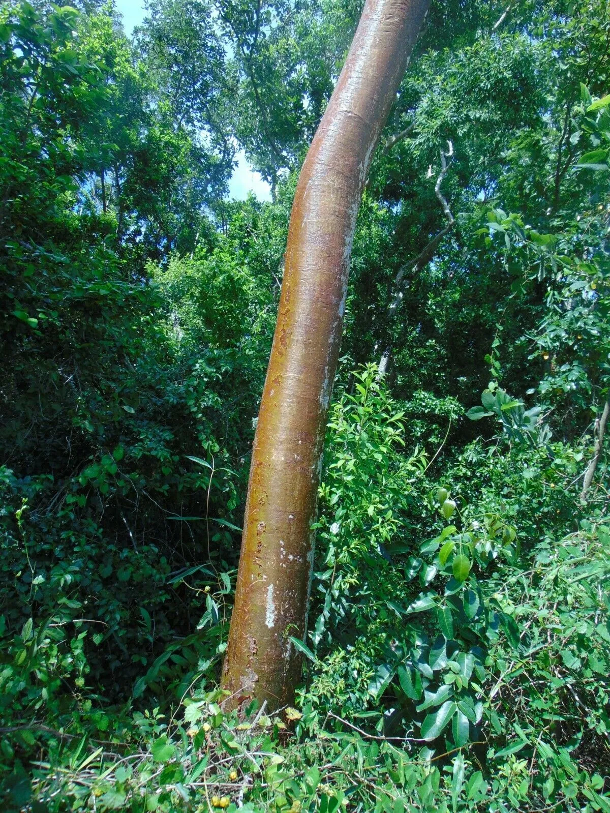 Gumbo Limbo Bursera simaruba 20 Seeds  USA Company