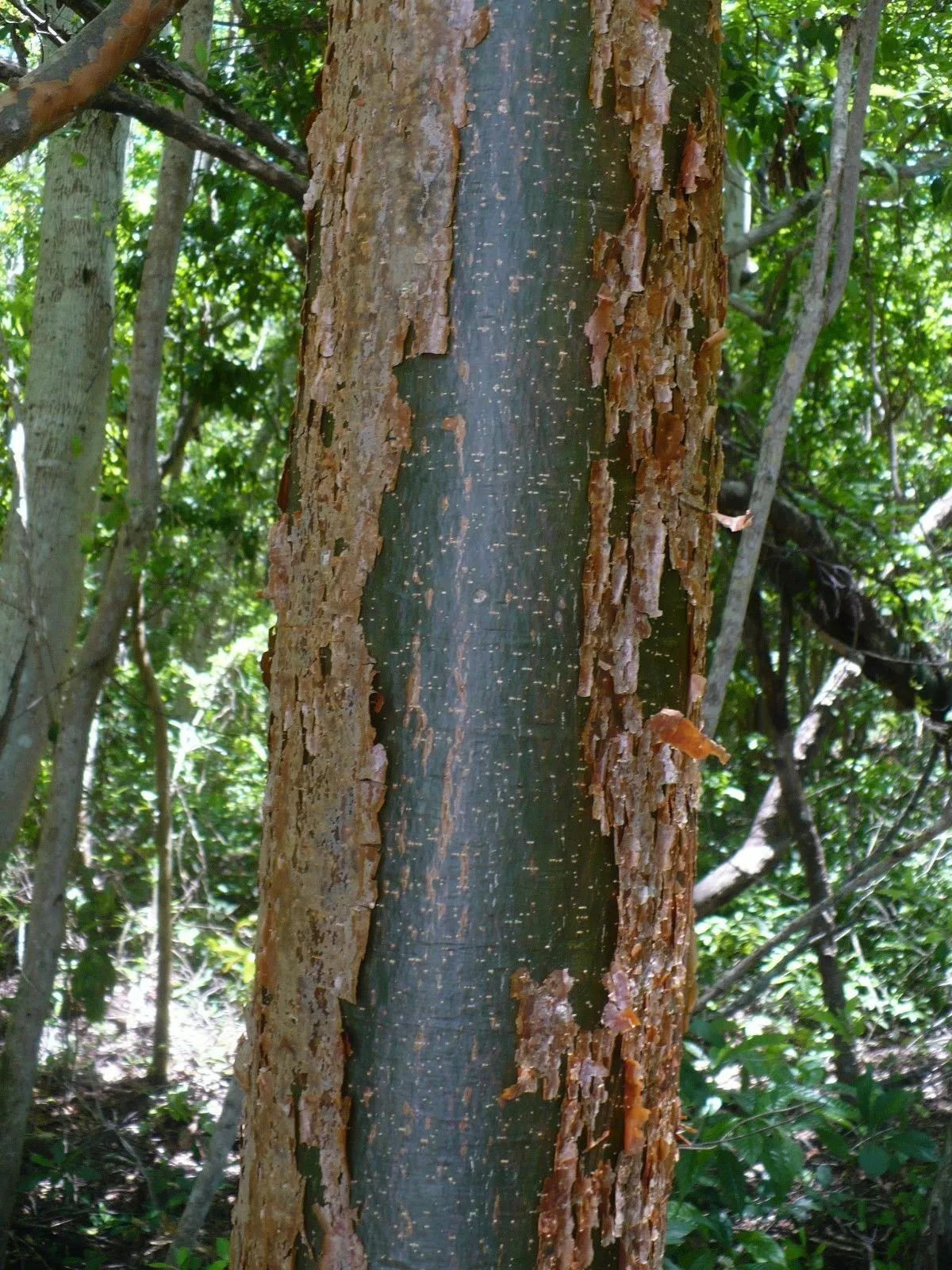 Gumbo Limbo Bursera simaruba 20 Seeds  USA Company