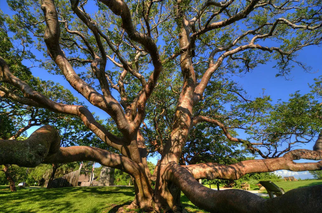 Gumbo Limbo Bursera simaruba 20 Seeds  USA Company