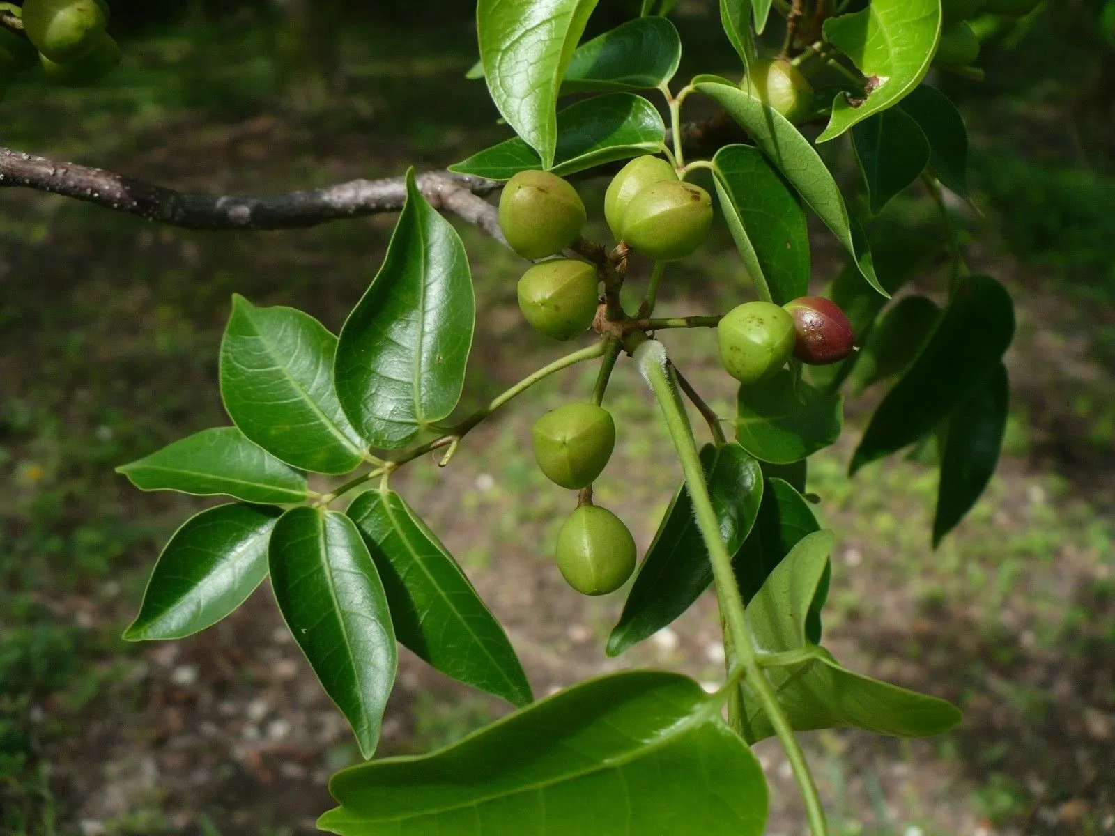 Gumbo Limbo Bursera simaruba 20 Seeds  USA Company