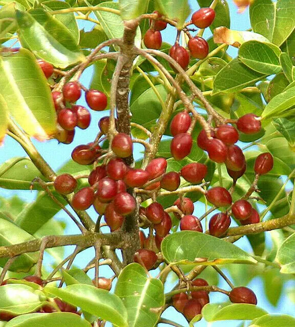 Gumbo Limbo Bursera simaruba 20 Seeds  USA Company