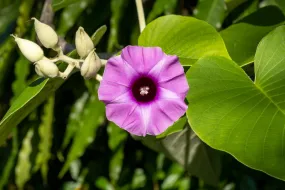 Hawaiian Baby Woodrose  15 Seeds  Argyreia nervosa  USA Company