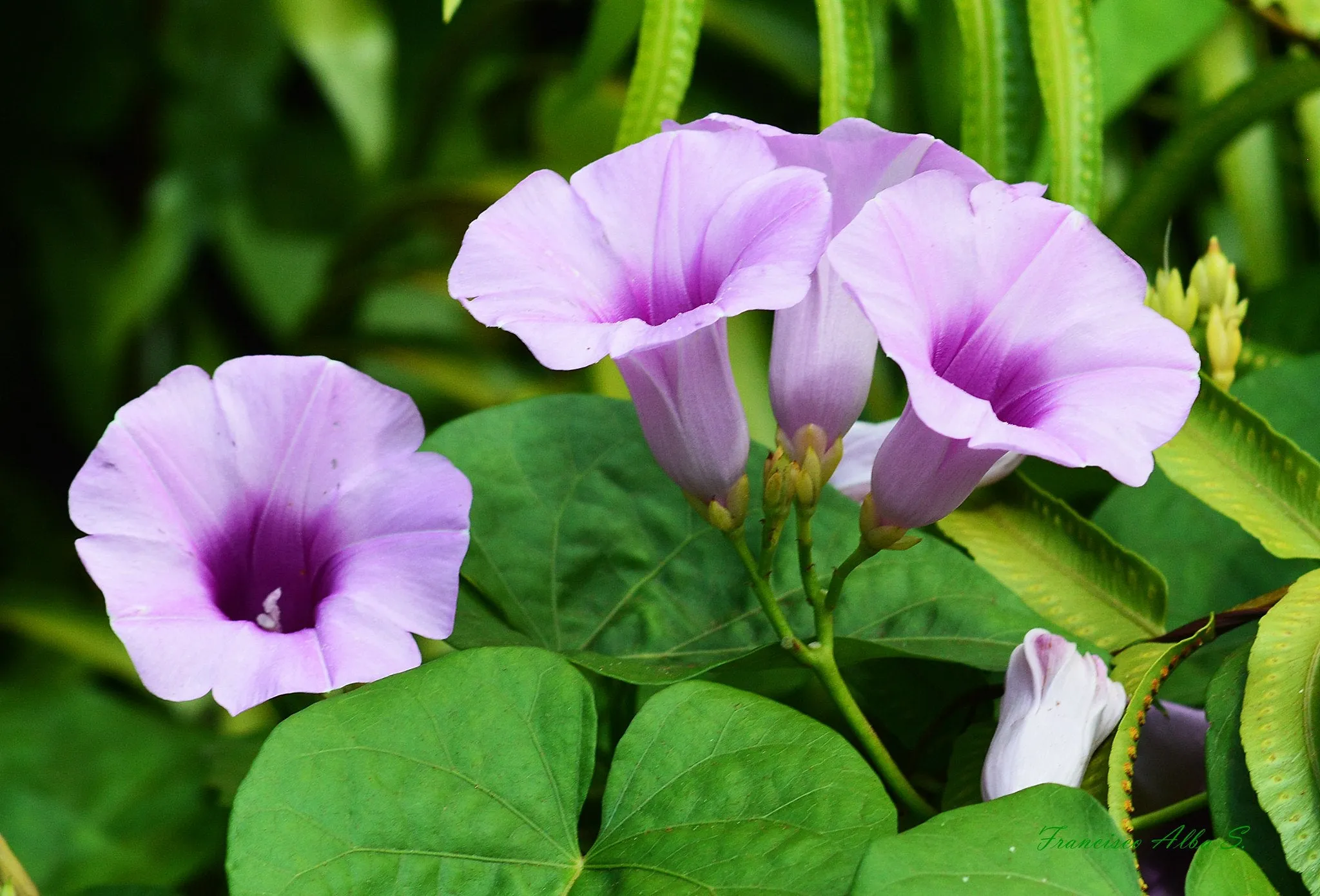 Hawaiian Baby Woodrose  15 Seeds  Argyreia nervosa  USA Company