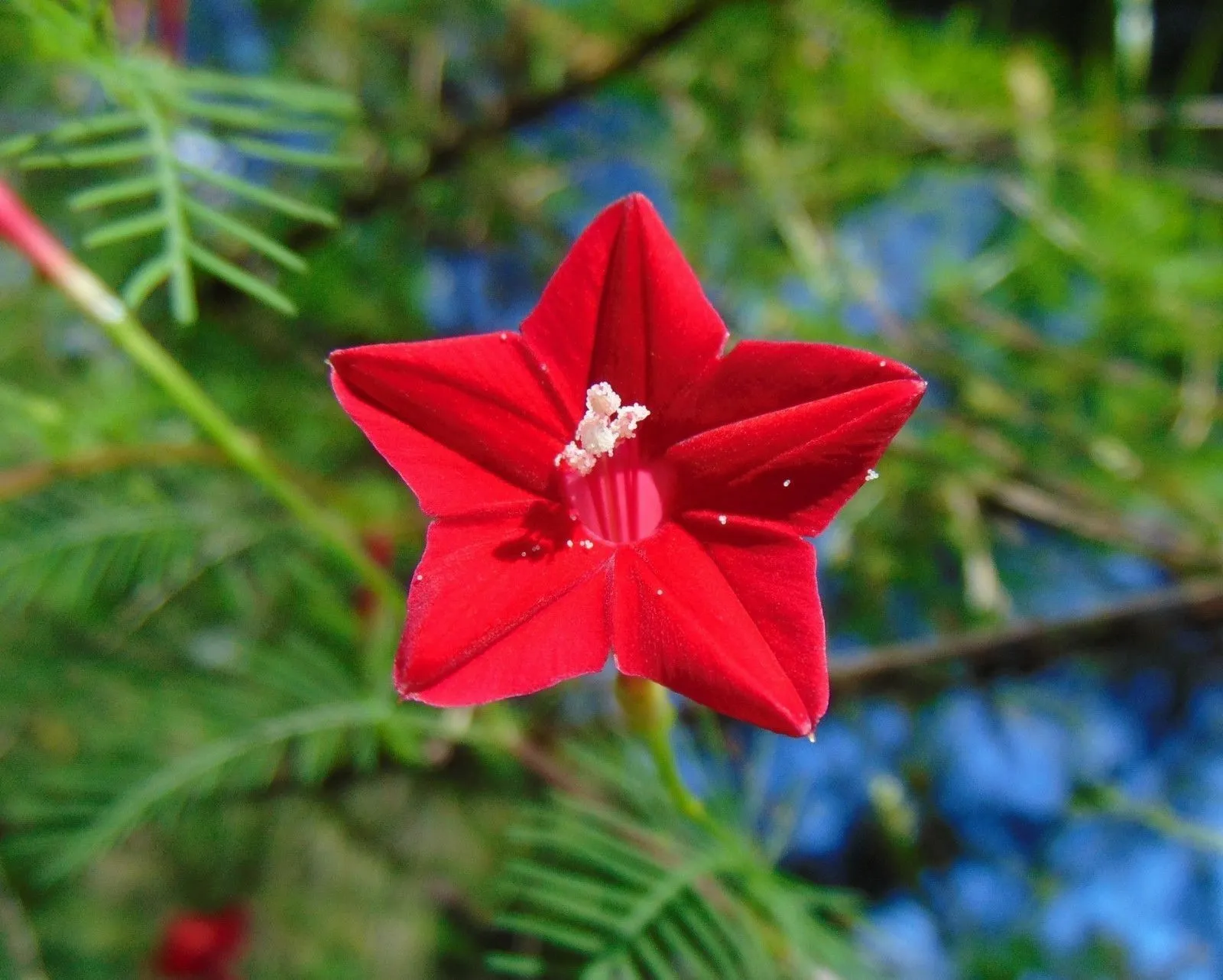 Hummingbird Vine Cypress Vine Ipomoea quamoclit 20 Seeds  USA Company