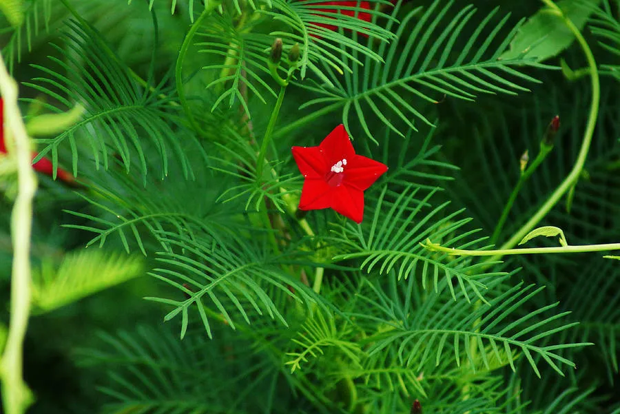 Hummingbird Vine Cypress Vine Ipomoea quamoclit 20 Seeds  USA Company