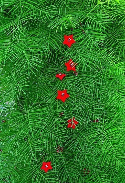 Hummingbird Vine Cypress Vine Ipomoea quamoclit 20 Seeds  USA Company