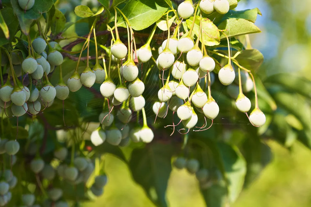 Japanese Snowbell  Styrax japonicus  10 Seeds  USA Company