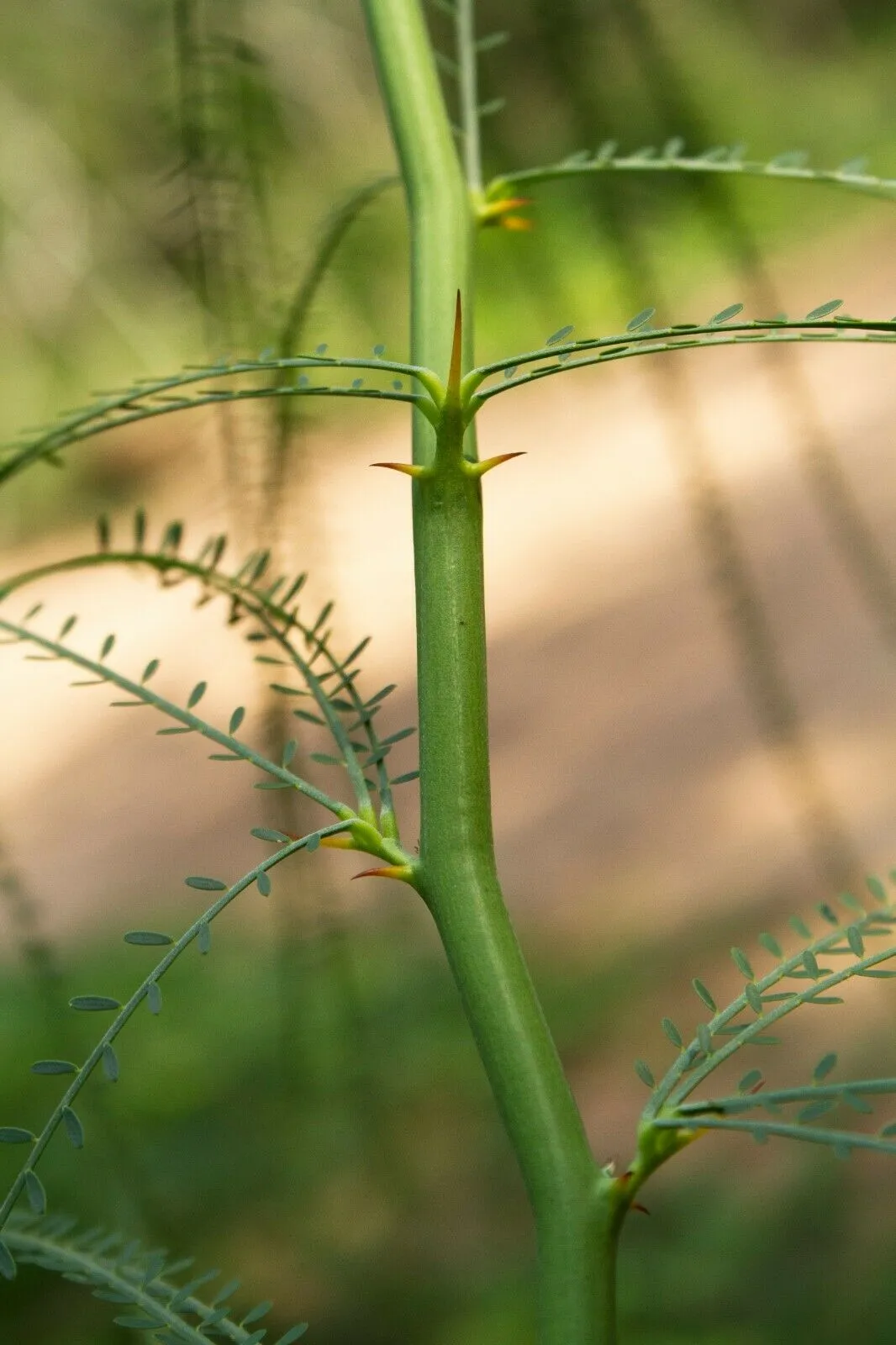 Jerusalem Thorn Mexican Paloverde Parkinsonia aculeata 100 Seeds  USA Company